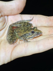 Ptychadena oxyrhynchus