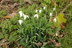 Galanthus × valentinei