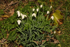 Galanthus × valentinei