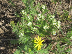 Buglossoides czernjajevii