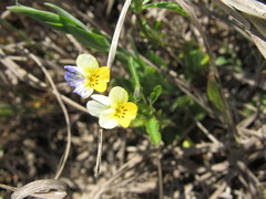Viola hymettia