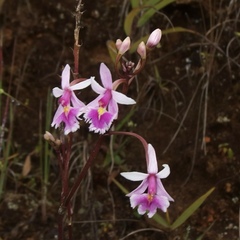 Epidendrum calanthum