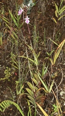 Epidendrum calanthum