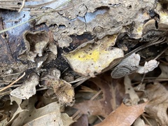 Gliocladium polyporicola