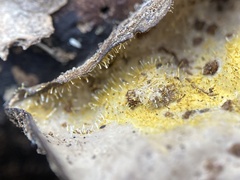 Gliocladium polyporicola