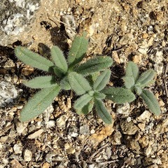 Cryptantha barbigera barbigera