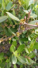 Myrsine parvifolia