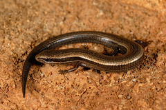 Ablepharus chernovi ressli