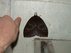 Automeris anikmeisterae