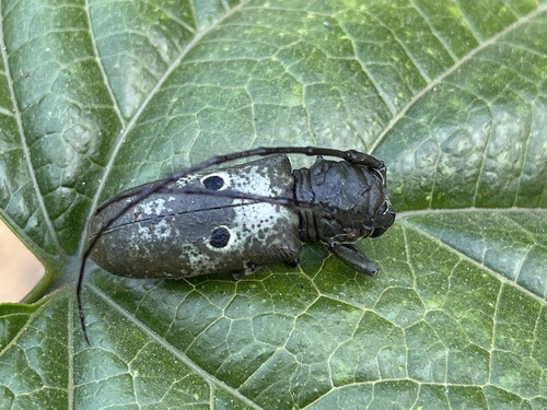 Prosopocera bioculata