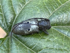 Prosopocera bioculata