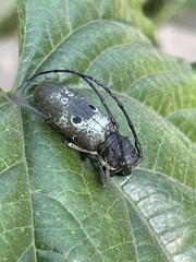 Prosopocera bioculata