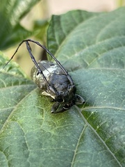 Prosopocera bioculata