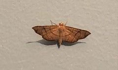 Hypolamprus ypsilon