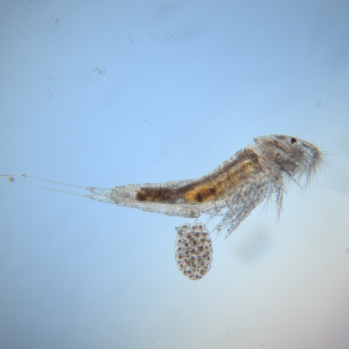 Representative image of Canuellidae