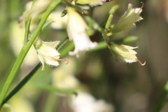 Eremophila dichroantha