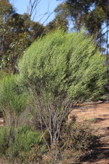 Eremophila dichroantha