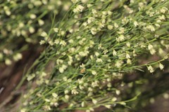 Eremophila dichroantha