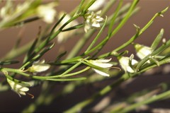 Eremophila dichroantha