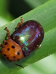 Platymela sticticollis