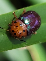Platymela sticticollis