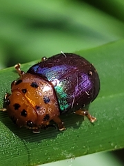 Platymela sticticollis