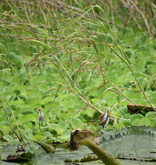 Jacana spinosa