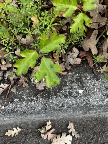Pacific Poison Oak seedling