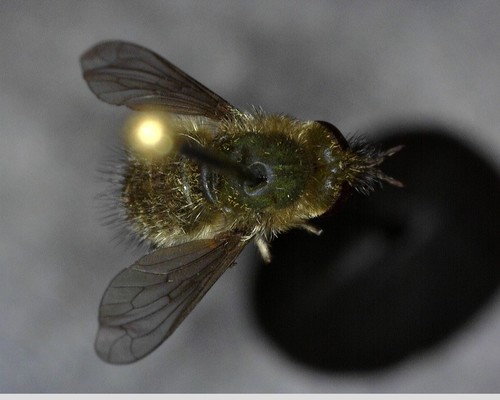 iNaturalist observation photo of Conophorus