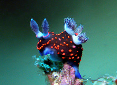 Nembrotha