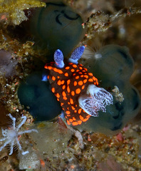 Nembrotha