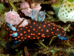 Nembrotha