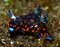 Nembrotha