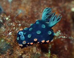 Nembrotha