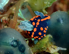 Nembrotha