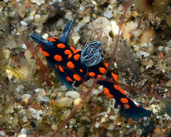Nembrotha