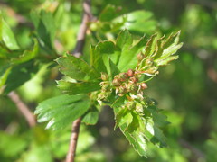 Crataegus ambigua