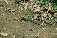 Ameiva ameiva