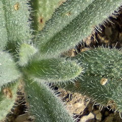 Cryptantha barbigera barbigera