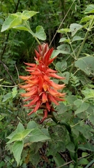 Sacoila argentina