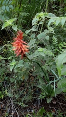 Sacoila argentina
