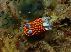 Nembrotha