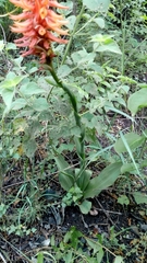 Sacoila argentina