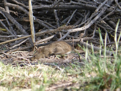 Sigmodon arizonae