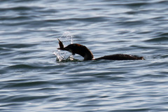 Gasterosteus aculeatus aculeatus