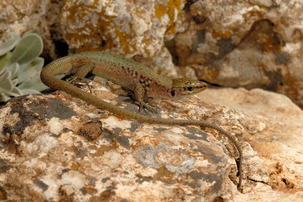 Syrian Rock Lizard