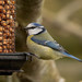 Eurasian Blue Tit - Photo (c) john.purvis, some rights reserved (CC BY-NC-SA)