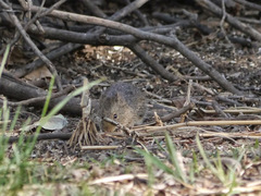 Sigmodon arizonae
