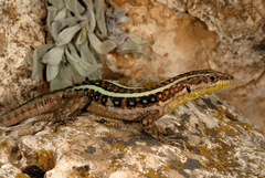 Apathya cappadocica