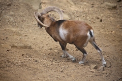 Ovis gmelini ophion